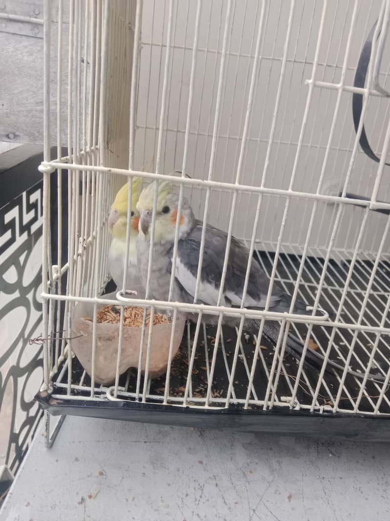 pair 2 3 Time bread 8