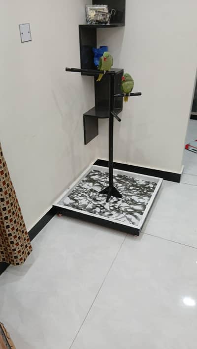 parrots stand