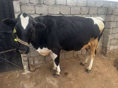 Friesian & Jercy Pregnant Gabban cows with milk for sale