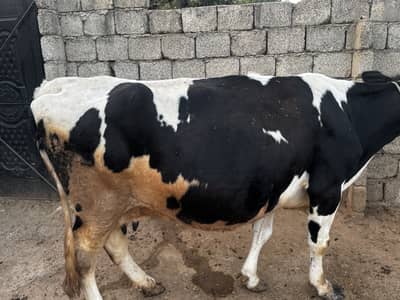 Cow friesian & Jercy Pregnant Gabban cows with milk for sale