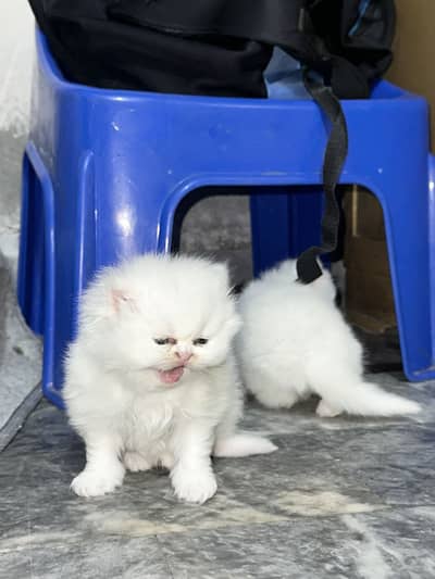 Persian kittens for sale