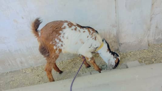 white Tapra Cheena print and Sindh breed Goat available