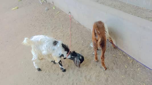 white Tapra Cheena print and Sindh breed Goat available