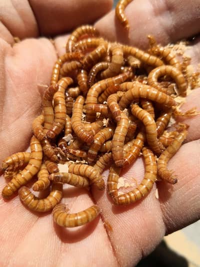 mealworm live