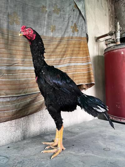 Shamo Japanese X Old Blood for sale