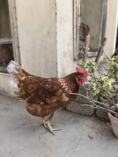 Lohman Brown Egg laying hens