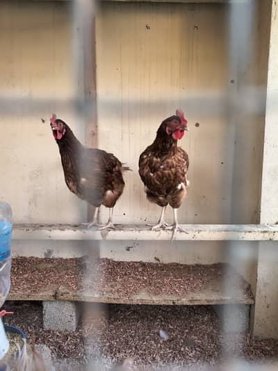 Lohman Brown Egg laying hens
