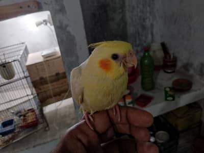handtame common white cockatiel