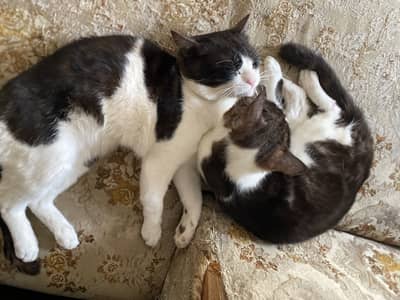 Sweet & Friendly 1-Year-Old Cat