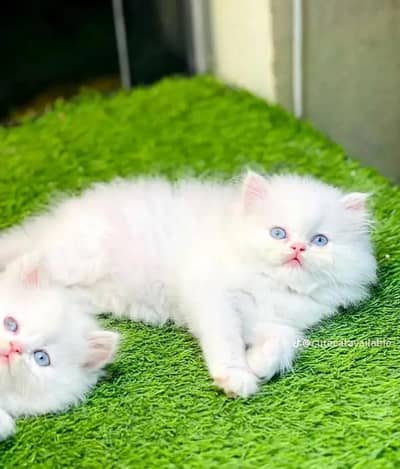 Persian cat triple quote Punch face  WhatsApp number 03491408599