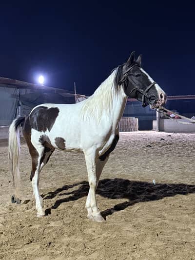 Horse male 4 years age
