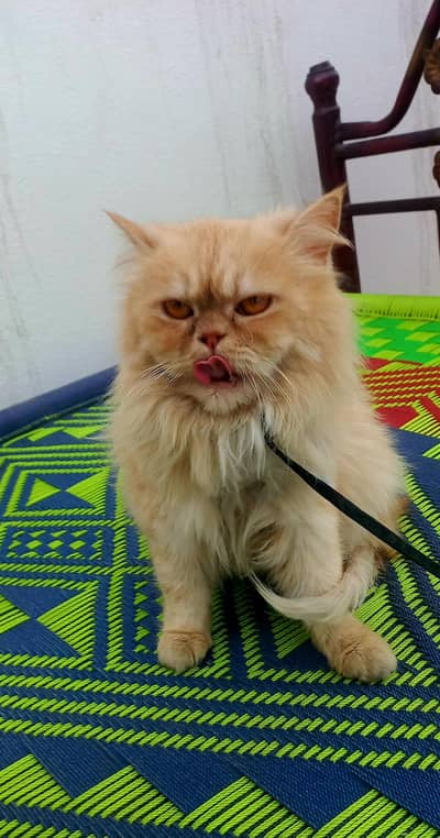 pure persian punch face