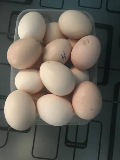 Heera Aseel Egg and chicks