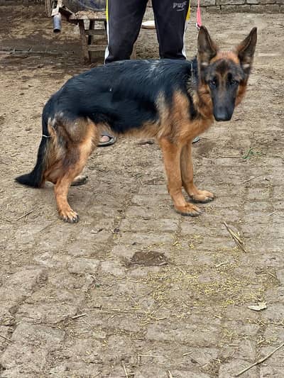 pure german shepherd