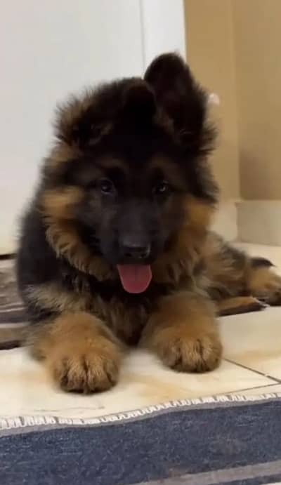 German Shepherd 03262839519