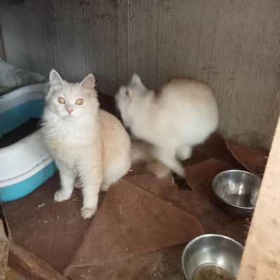 cat for sale vaccination