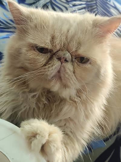 Triple coat Persian cfa bloodline peki stud male