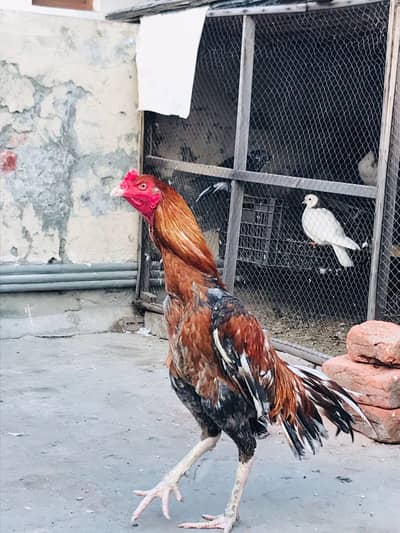 beautiful heighted male for sale