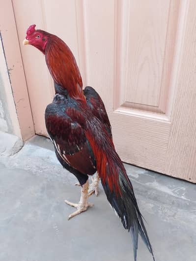 HIGH QUALITY JAGEREE MURGA FOR SALE LOCATION KARACHI