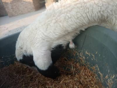 kattari and kajla cross