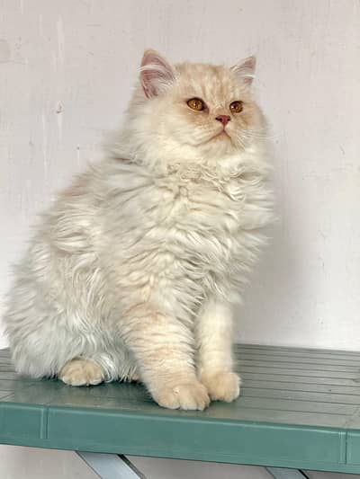 Persian cat