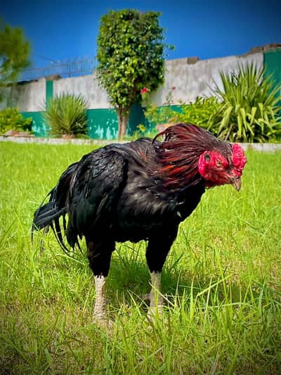 aseel amroha old blood line