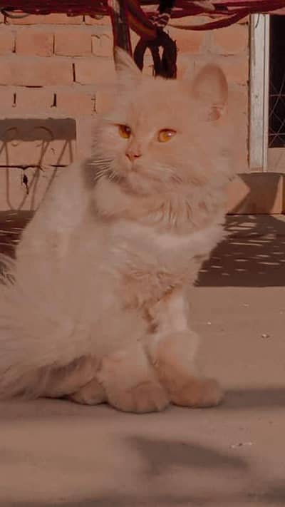 Persian cat for sale (female)