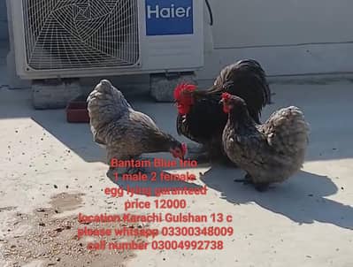 Bantam Eglyig cluch 03piece 2 female 1male