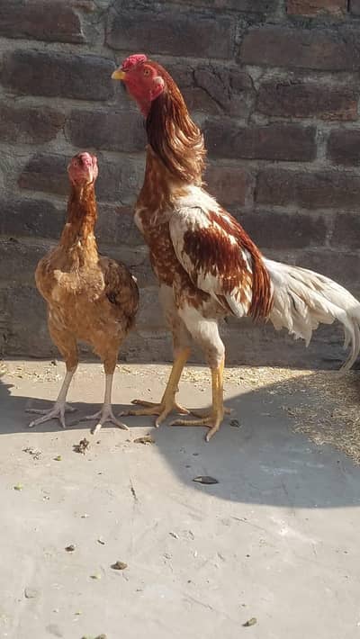 aseel kurak murgi . contact 03330031118 .