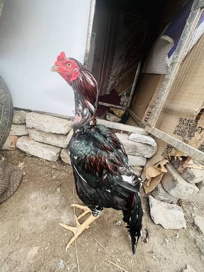 Aseel O33Z 33 I6I 33 whattsapp or phone