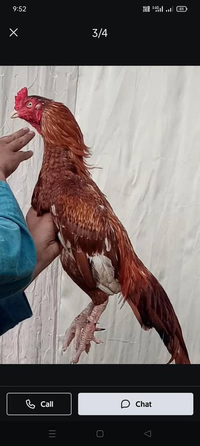 جانوروں کے لیے گوالا دستیاب ہے۔۔۔