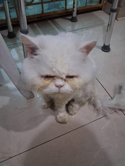 Piki Bloodline Punch face type Cat Male