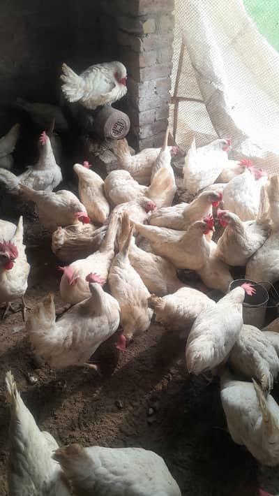 LAYER POULTRY 8 MONTHS AGE