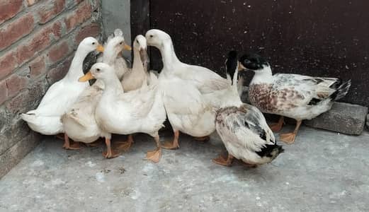 Desi Duck Male & female