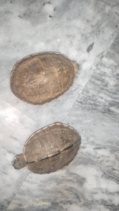 UNIQUE RIVER TERPAIN TURTLES