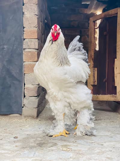 imported Bloodline Blue Columbian brahama Pair for sale