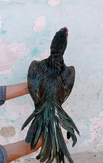 Top Quality Aseel For Sale