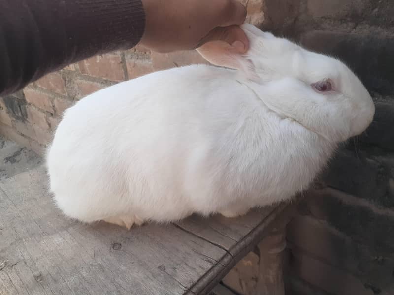 rabbit 1