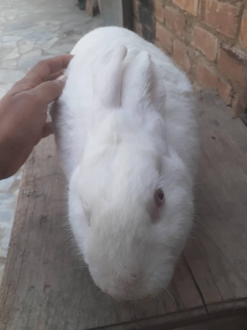 rabbit 2
