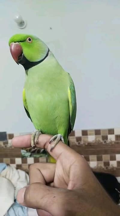 Green rink neck full hand team