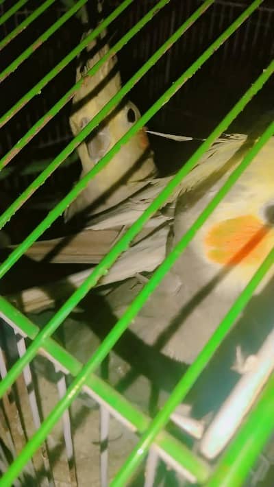 Cocktail 2 Female 3 Male