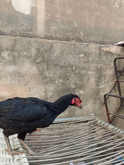 Mianwali mushkii Aseel