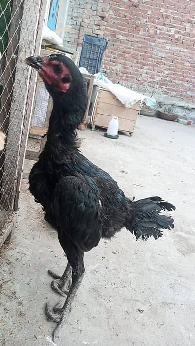 thai pakoya female 03209745706