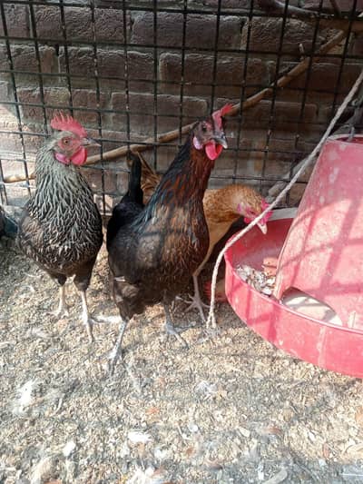 Desi egg laying hens for sale