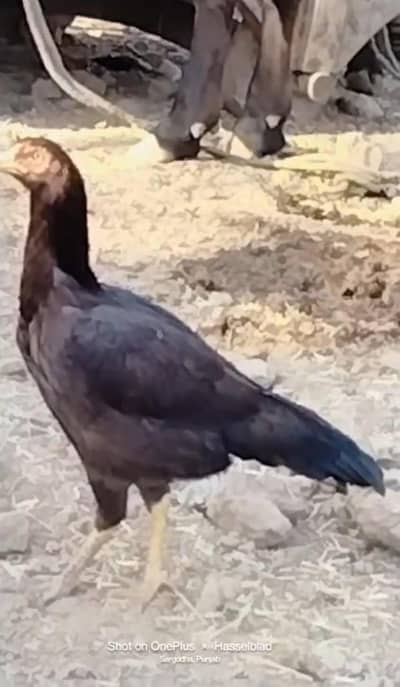 Aseel. Laal Mushka cross female