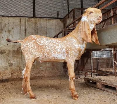 قربانی والے 2 دانت بکرے