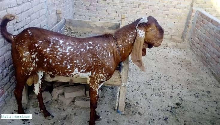 قربانی والے 2 دانت بکرے 1