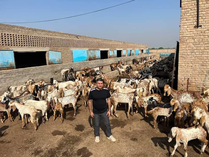 قربانی والے 2 دانت بکرے 2