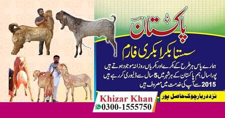 قربانی والے 2 دانت بکرے 5