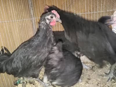 Australorp Chicks & Egg available